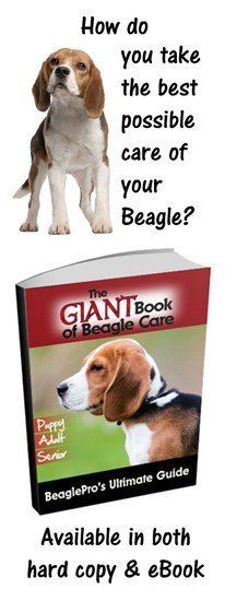 Beagle pro discount